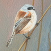 Penduline Tits
